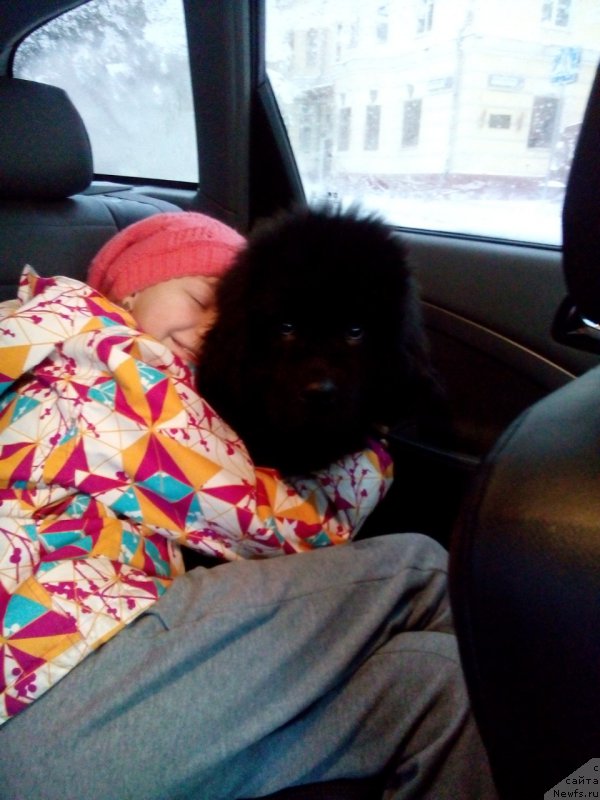 Фото: ньюфаундленд Ostap Bender iz Antagrada (Остап Бендер из Антаграда)