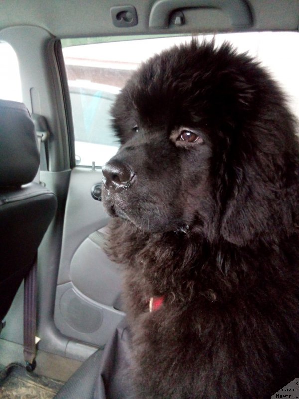 Фото: ньюфаундленд Ostap Bender iz Antagrada (Остап Бендер из Антаграда)