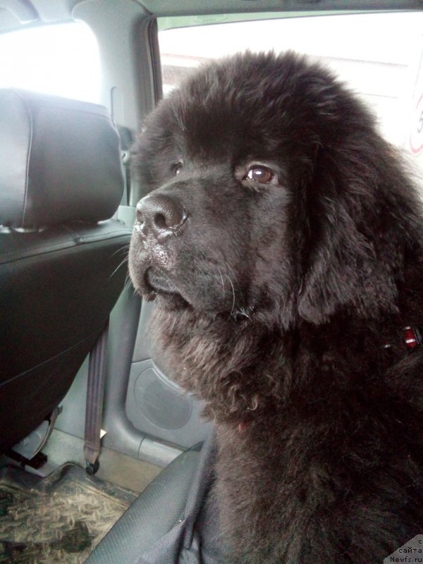 Фото: ньюфаундленд Ostap Bender iz Antagrada (Остап Бендер из Антаграда)