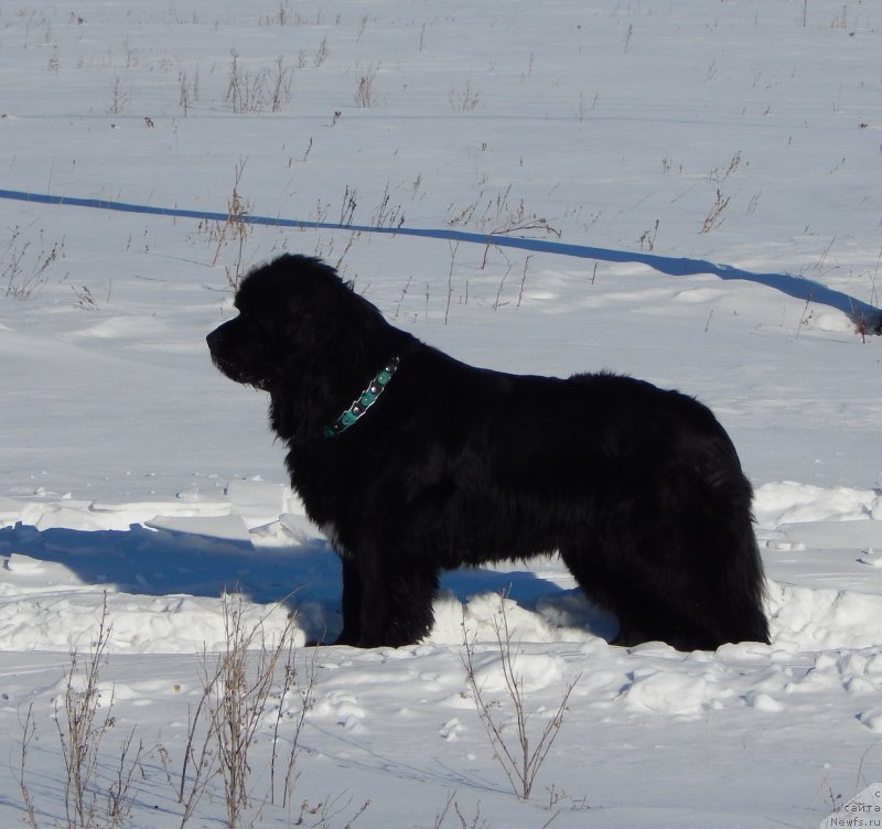Фото: ньюфаундленд Krasavica Kori Drosser (Красавица Кори Дроссер)