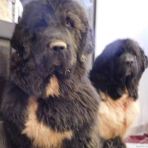 Фото: ньюфаундленд Super Premium Skandinaviya (Супер Премиум Скандинавия)