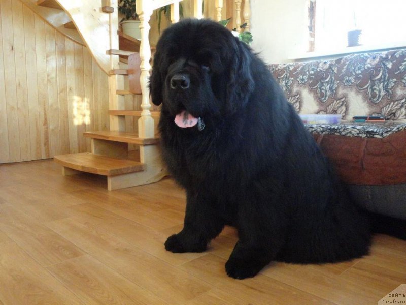 Фото: ньюфаундленд Rodamir Vialiki Miadzvedz (Родамир Вялiкi Мядзведзь)