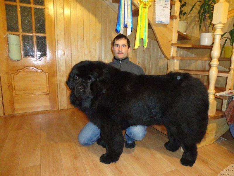 Фото: ньюфаундленд Rodamir Vialiki Miadzvedz (Родамир Вялiкi Мядзведзь)