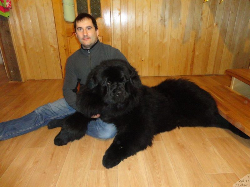 Фото: ньюфаундленд Rodamir Vialiki Miadzvedz (Родамир Вялiкi Мядзведзь)