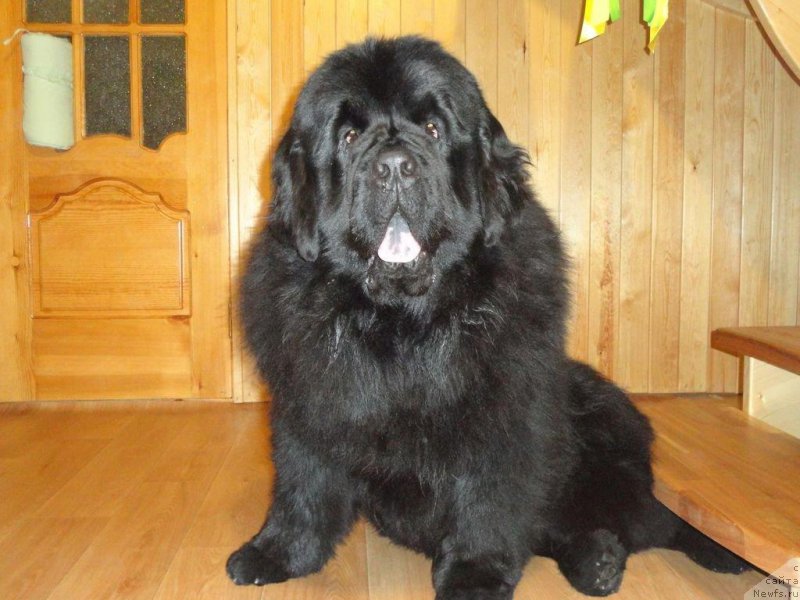 Фото: ньюфаундленд Rodamir Vialiki Miadzvedz (Родамир Вялiкi Мядзведзь)