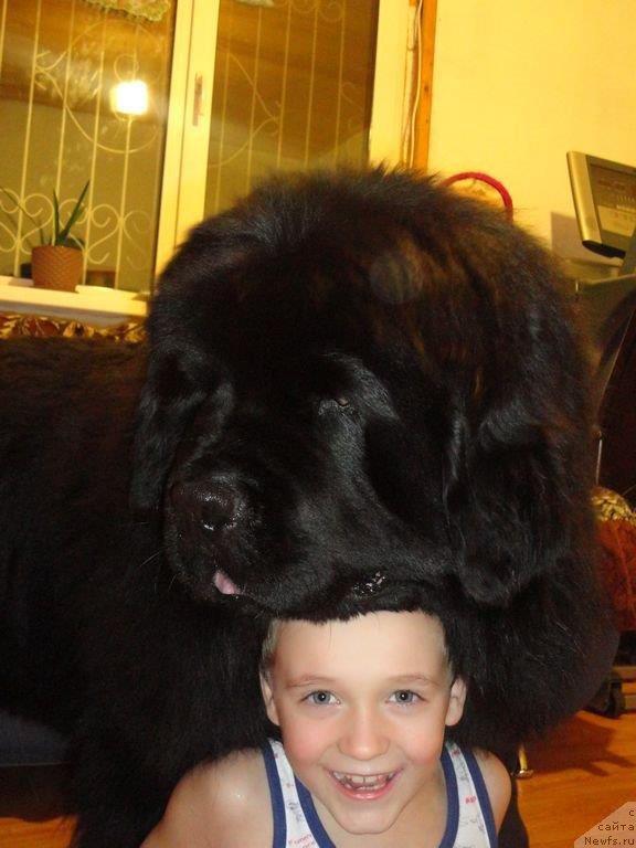 Фото: ньюфаундленд Rodamir Vialiki Miadzvedz (Родамир Вялiкi Мядзведзь)