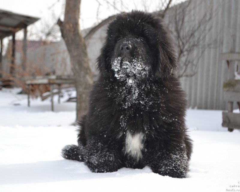Фото: ньюфаундленд Talisman Morya La-Valetta (Талисман Моря Ла-Валетта)