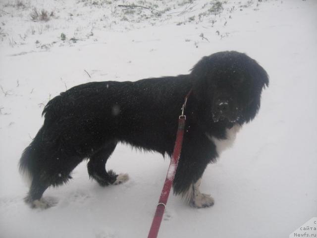 Фото: ньюфаундленд Pitern'yuf Jivanshi (Питерньюф Живанши)