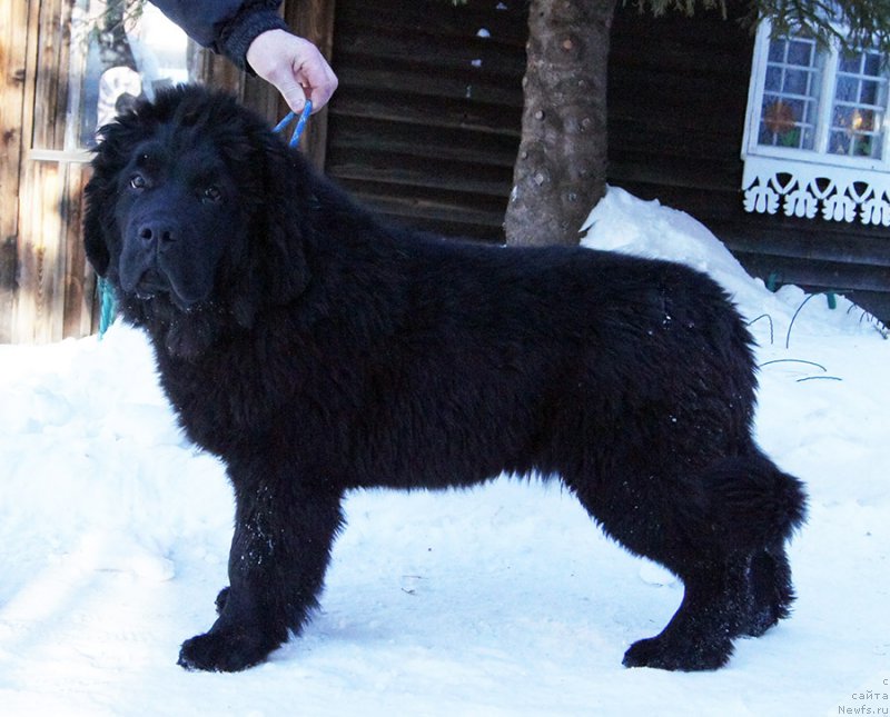 Фотография № 201646