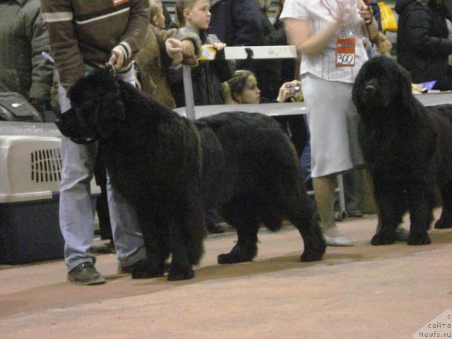 Фото: ньюфаундленд Akvatoriya Kelvin Zaskiya (Акватория Келвин Заския)
