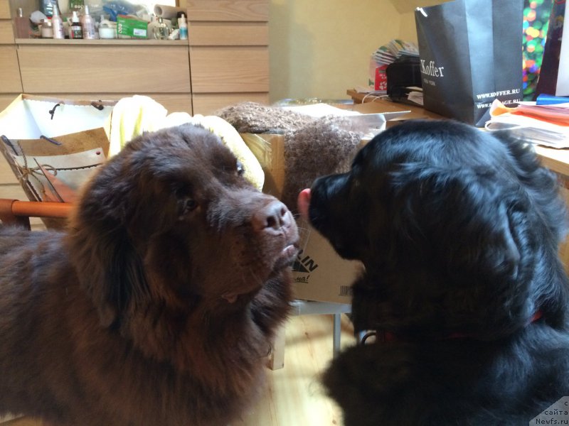 Фото: ньюфаундленд Bonni Flayt (Бонни Флайт), ньюфаундленд N'yufort Vasabi (Ньюфорт Васаби)