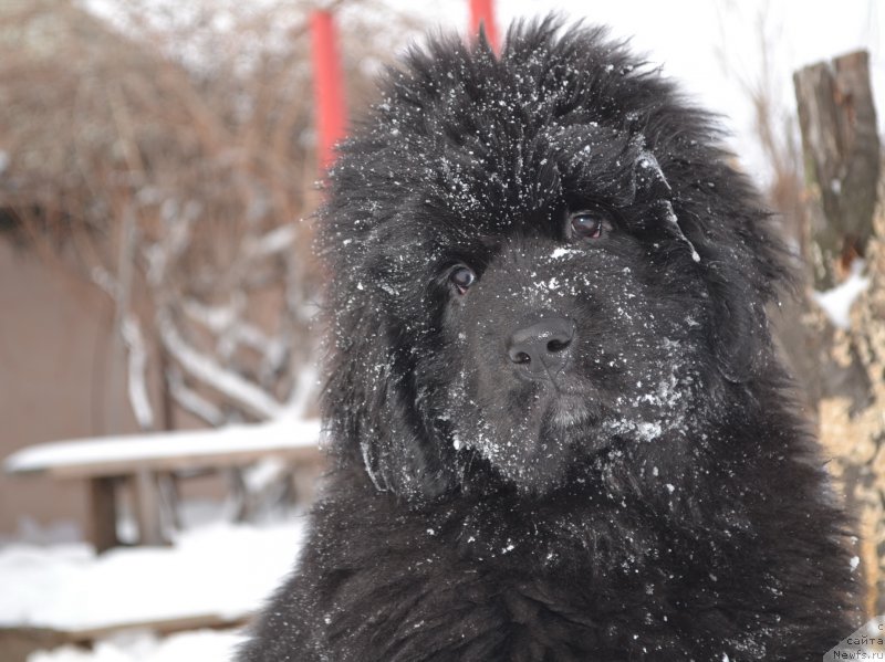 Фото: ньюфаундленд Talisman Morya La-Valetta (Талисман Моря Ла-Валетта)