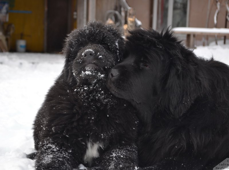 Фото: ньюфаундленд Talisman Morya La-Valetta (Талисман Моря Ла-Валетта), ньюфаундленд Talisman Morya Mishel' (Талисман Моря Мишель)