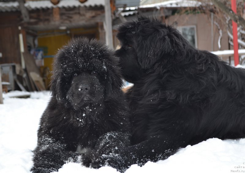 Фото: ньюфаундленд Talisman Morya La-Valetta (Талисман Моря Ла-Валетта), ньюфаундленд Talisman Morya Mishel' (Талисман Моря Мишель)