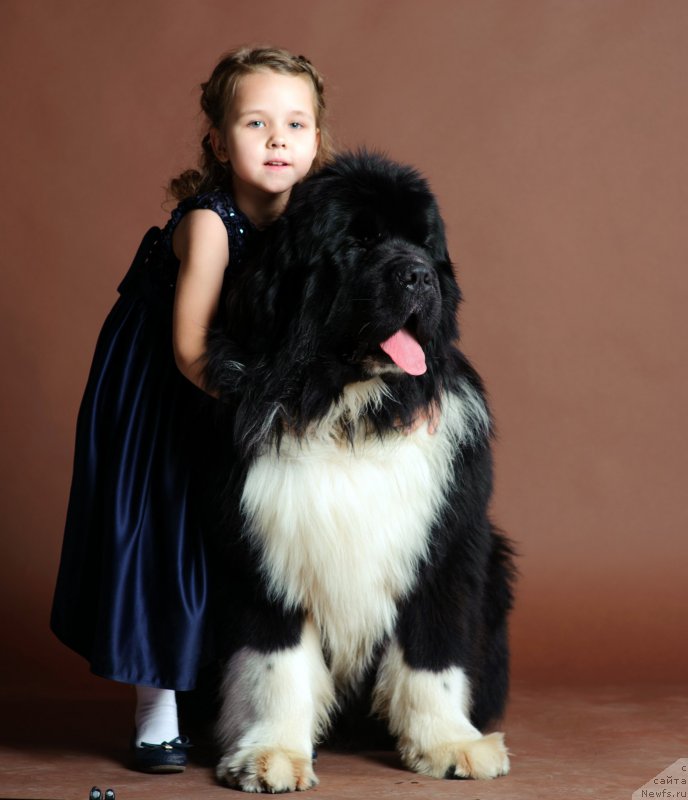 Фото: ньюфаундленд Super Premium Rio de Janeiro (Супер Премиум Рио де Жанейро)