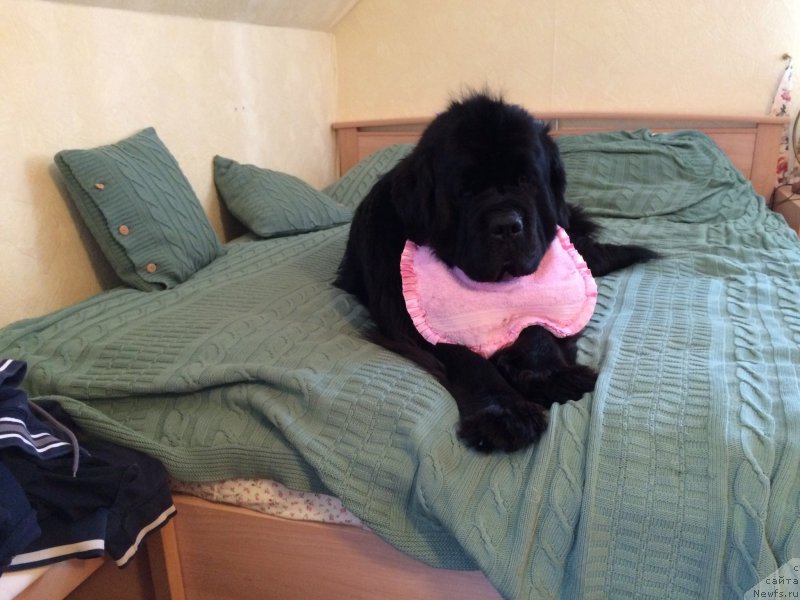 Фото: ньюфаундленд Restayling From SHipmyen (Рестайлинг Фром Шипмэн)