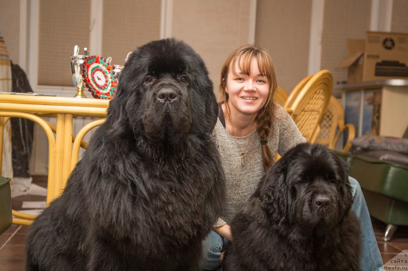 Фото: ньюфаундленд Akvatoriya Kelvin YAvnoe CHudo (Акватория Келвин Явное Чудо), Skokova Aleksandrovna (Скокова Александровна), ньюфаундленд Sent Djons Loving Stare (Сент Джонс Лавин Стэар)