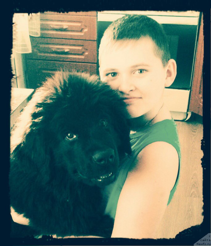 Фото: ньюфаундленд Nevzor Velikiy Knyaz' (Невзор Великий Князь)