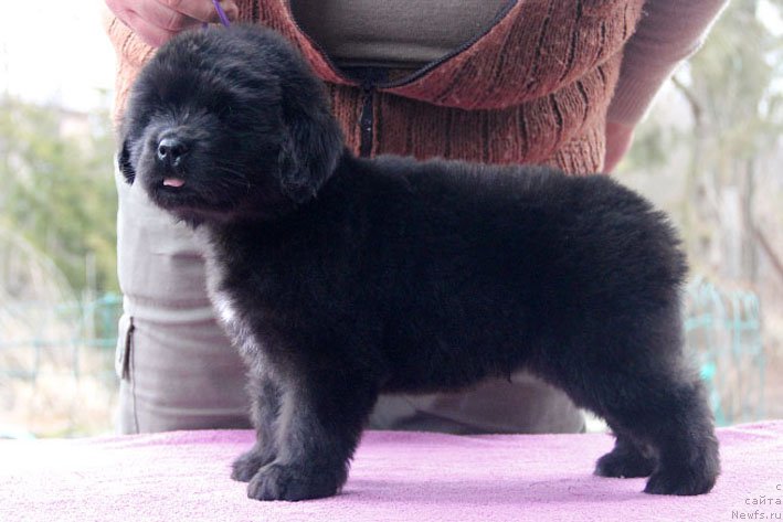 Фото: ньюфаундленд Zdorovyak s Berega Dona (Здоровяк с Берега Дона)