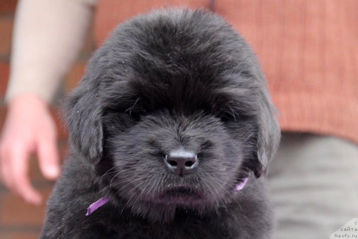 Фото: ньюфаундленд Zdorovyak s Berega Dona (Здоровяк с Берега Дона)