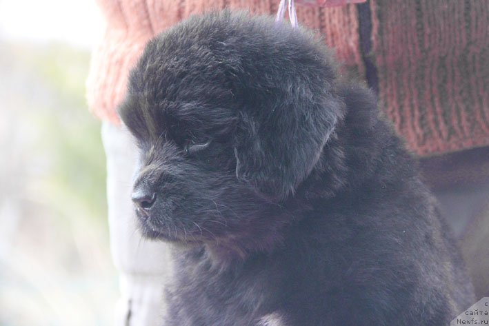 Фото: ньюфаундленд Zdorovyak s Berega Dona (Здоровяк с Берега Дона)