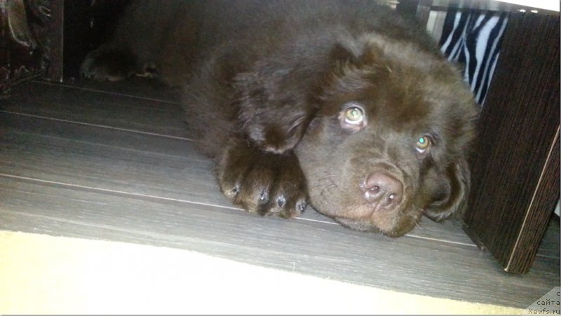 Фото: ньюфаундленд Braunblad MSK Syemmi Less (Браунблад МСК Сэмми Лесс)