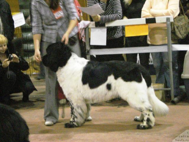 Фото: ньюфаундленд Super Bizon Argo (Супер Бизон Арго)