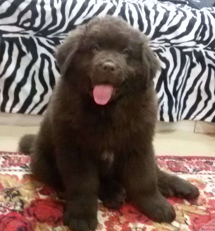 Фото: ньюфаундленд Braunblad MSK Syemmi Less (Браунблад МСК Сэмми Лесс)