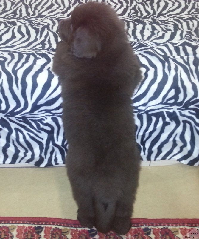 Фото: ньюфаундленд Braunblad MSK Syemmi Less (Браунблад МСК Сэмми Лесс)