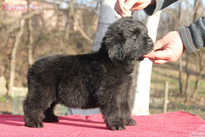 Фотография № 201683