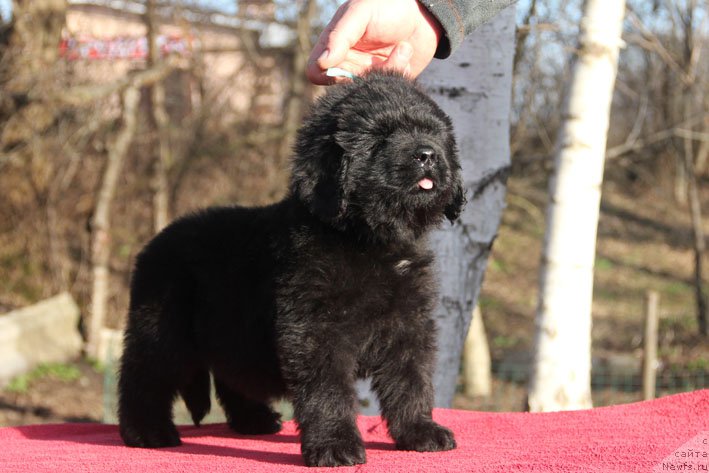 Фотография № 201685