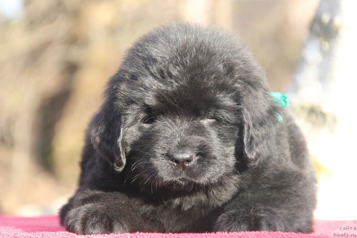 Фотография № 201687