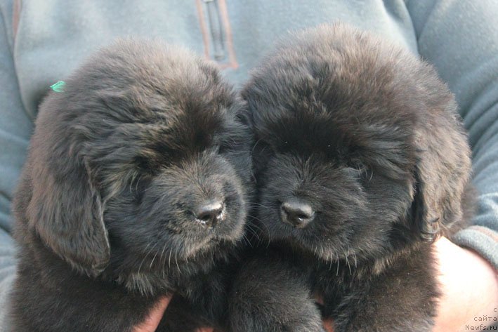 Фотография № 201689