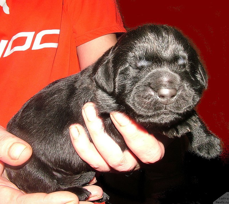 Фото: ньюфаундленд Zhdanny Syn Vialiki Miadzvedz, ньюфаундленд Linda Vyaliki Myadzvedz' (Линда Вялiкi Мядзведзь)