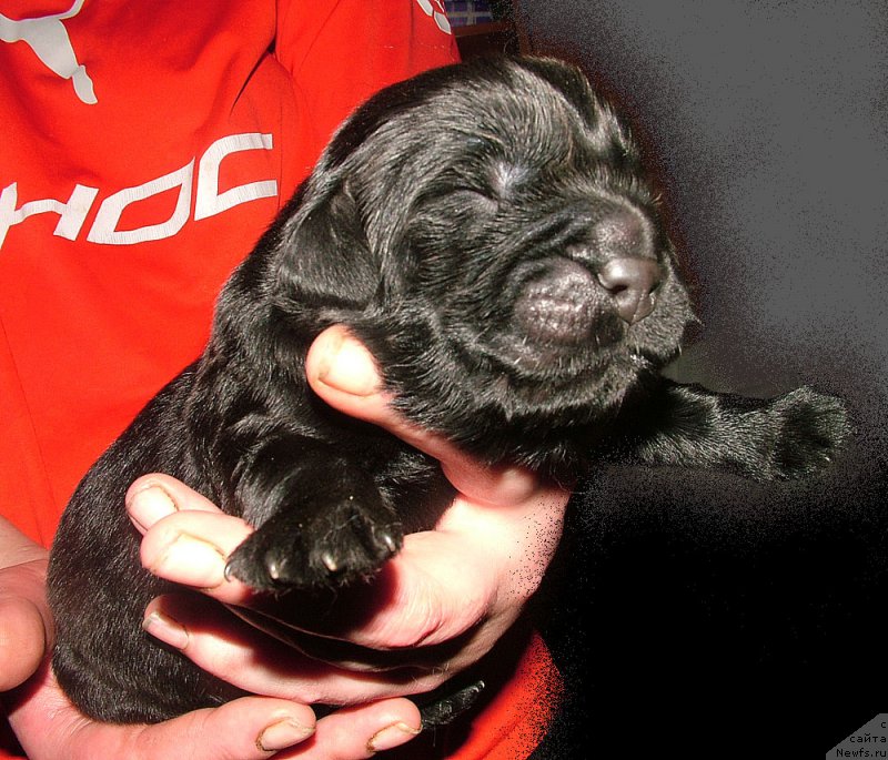 Фото: ньюфаундленд Zhdanny Syn Vialiki Miadzvedz, ньюфаундленд Linda Vyaliki Myadzvedz' (Линда Вялiкi Мядзведзь)