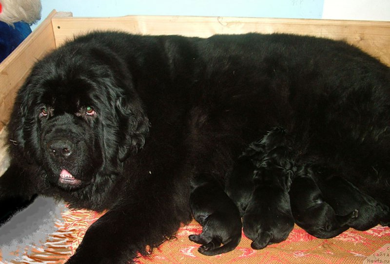 Фото: ньюфаундленд Linda Vyaliki Myadzvedz' (Линда Вялiкi Мядзведзь)