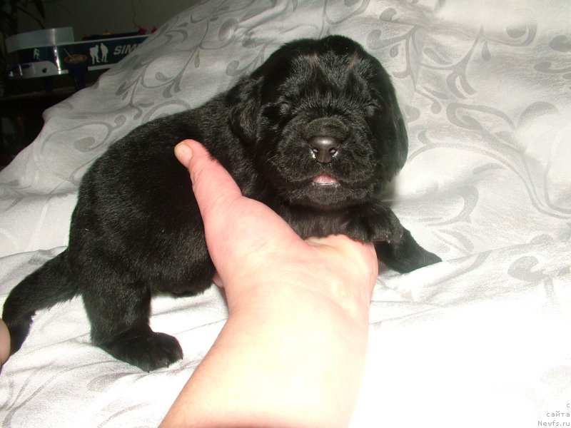 Фото: ньюфаундленд Amur Moy Angel (Амур Мой Ангел)