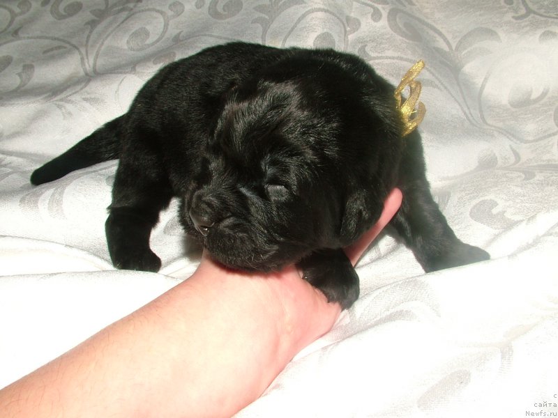 Фото: ньюфаундленд Amur Moy Angel (Амур Мой Ангел)