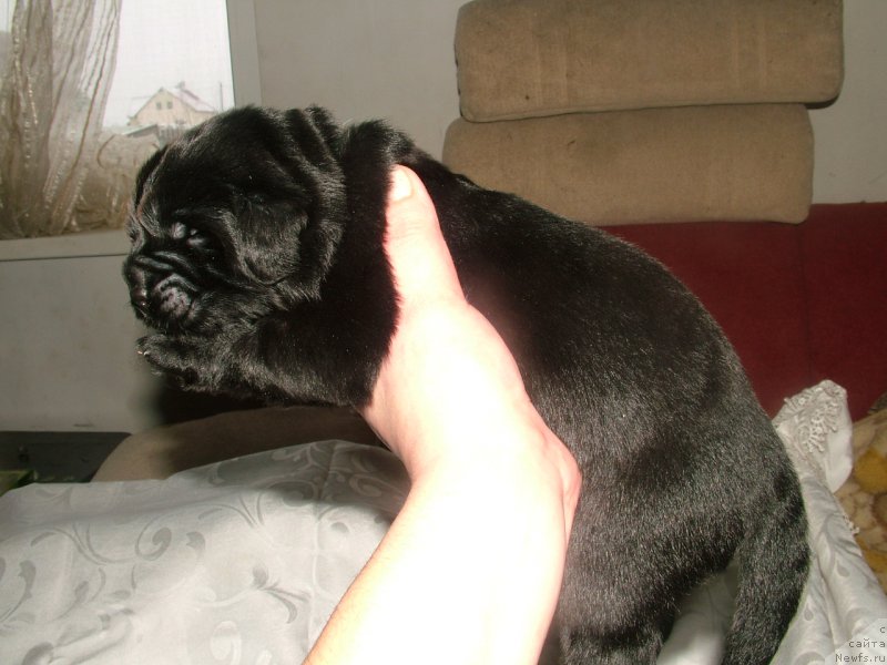 Фото: ньюфаундленд Argo Moy Angel (Арго Мой Ангел)