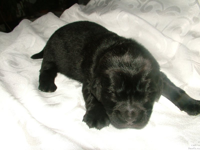 Фото: ньюфаундленд Argo Moy Angel (Арго Мой Ангел)