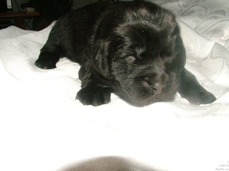 Фото: ньюфаундленд Argo Moy Angel (Арго Мой Ангел)