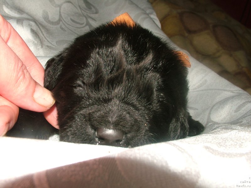 Фото: ньюфаундленд Addaniyel' Moy Angel (Адданиэль Мой Ангел)