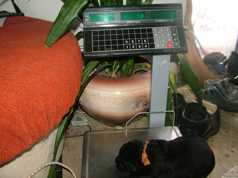 Фото: ньюфаундленд Addaniyel' Moy Angel (Адданиэль Мой Ангел)