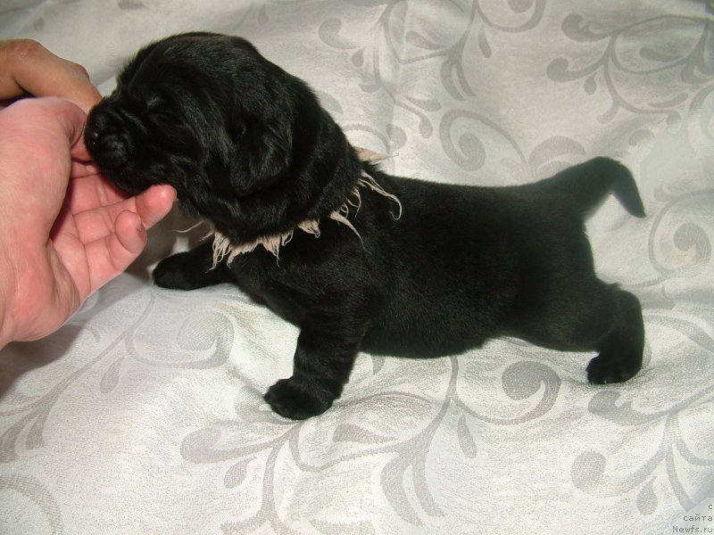 Фото: ньюфаундленд Aleksa Moy Angel (Алекса Мой Ангел)