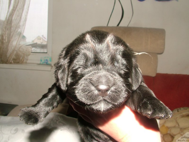 Фото: ньюфаундленд Aleksa Moy Angel (Алекса Мой Ангел)