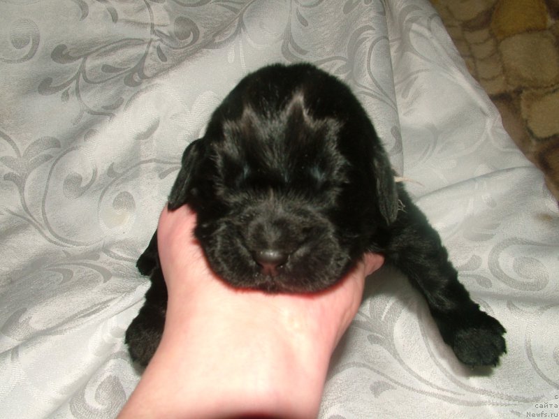 Фото: ньюфаундленд Aleksa Moy Angel (Алекса Мой Ангел)