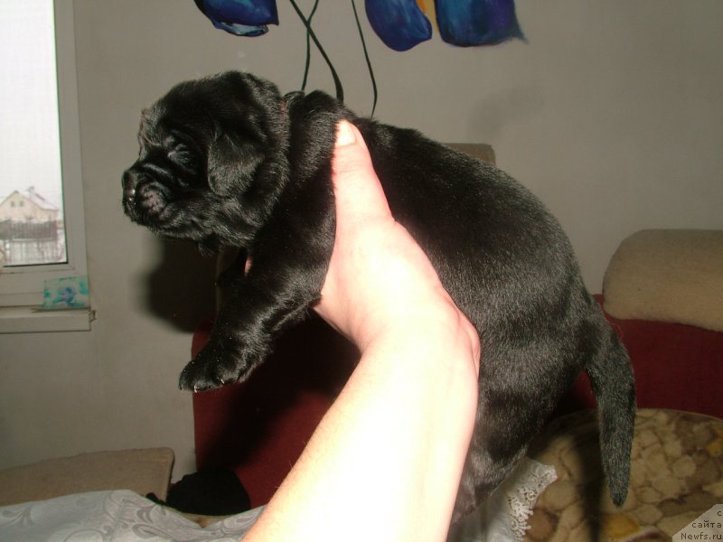 Фото: ньюфаундленд Anabel' Moy Angel (Анабель Мой Ангел)