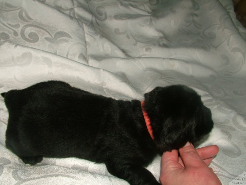 Фото: ньюфаундленд Anabel' Moy Angel (Анабель Мой Ангел)