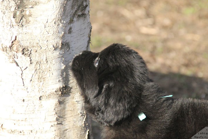 Фотография № 201707