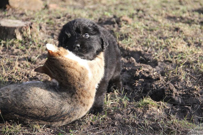 Фотография № 201709